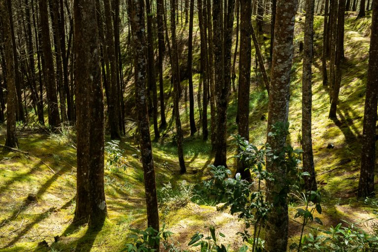 Reducción de ruido en audífonos ilustrada con un bosque tranquilo que simboliza claridad auditiva